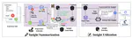 MSI-Agent: Incorporating Multi-Scale Insight into Embodied Agents for Superior Planning and Decision-Making